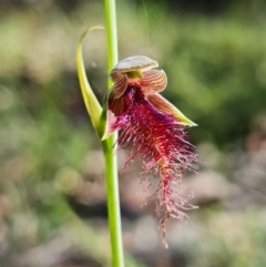 Calochilus gracillimus at Vincentia, NSW - suppressed