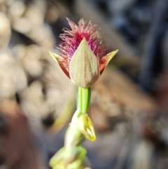 Calochilus gracillimus at Vincentia, NSW - 20 Dec 2021