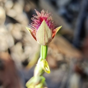 Calochilus gracillimus at Vincentia, NSW - 20 Dec 2021