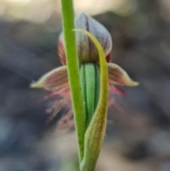 Calochilus gracillimus at Vincentia, NSW - suppressed