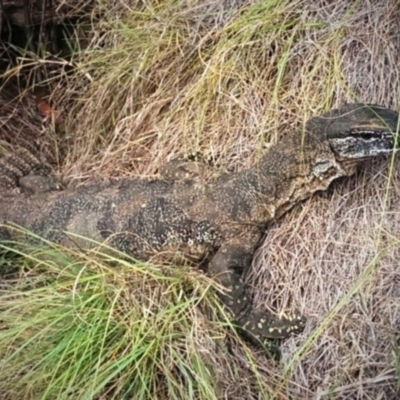 Varanus rosenbergi (Heath or Rosenberg's Monitor) at Michelago, NSW - 13 Mar 2013 by mainsprite