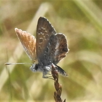 Neolucia agricola (Fringed Heath-blue) at Brindabella National Park - 21 Dec 2021 by JohnBundock