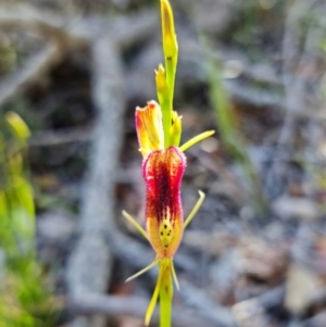 Cryptostylis hunteriana at Vincentia, NSW - suppressed