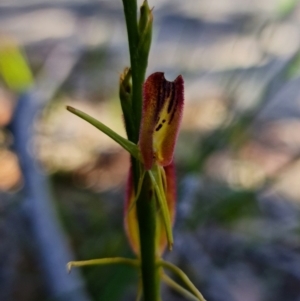 Cryptostylis hunteriana at Vincentia, NSW - suppressed