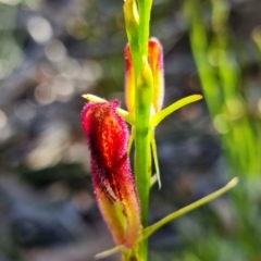 Cryptostylis hunteriana at Vincentia, NSW - suppressed