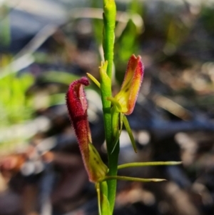 Cryptostylis hunteriana at Vincentia, NSW - suppressed