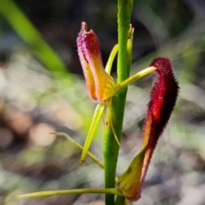 Cryptostylis hunteriana at Vincentia, NSW - suppressed