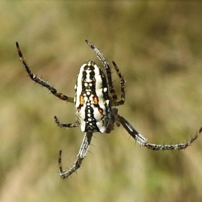 Plebs bradleyi (Enamelled spider) at Brindabella National Park - 21 Dec 2021 by JohnBundock
