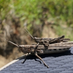 Coryphistes ruricola (Bark-mimicking Grasshopper) at Namadgi National Park - 21 Dec 2021 by DonFletcher