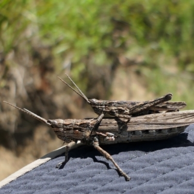 Coryphistes ruricola (Bark-mimicking Grasshopper) at Namadgi National Park - 21 Dec 2021 by DonFletcher