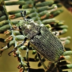 Diphucephala sp. (genus) (Green Scarab Beetle) at Brindabella, NSW - 21 Dec 2021 by JohnBundock