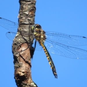 Hemicordulia australiae at Flynn, ACT - 20 Dec 2021 08:58 AM