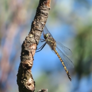 Hemicordulia australiae at Flynn, ACT - 20 Dec 2021 08:58 AM