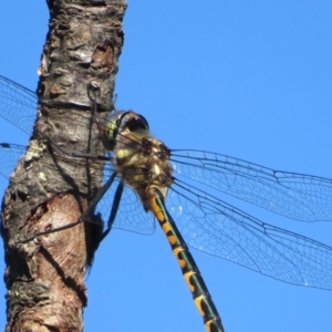 Hemicordulia australiae at Flynn, ACT - 20 Dec 2021 08:58 AM