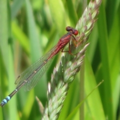 Xanthagrion erythroneurum (Red & Blue Damsel) at West Belconnen Pond - 20 Dec 2021 by Christine