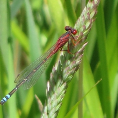 Xanthagrion erythroneurum (Red & Blue Damsel) at Dunlop, ACT - 20 Dec 2021 by Christine