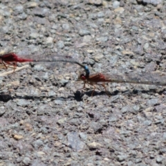 Xanthagrion erythroneurum at Dunlop, ACT - 20 Dec 2021