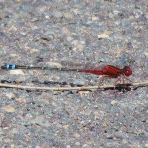 Xanthagrion erythroneurum at Dunlop, ACT - 20 Dec 2021