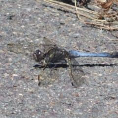 Orthetrum caledonicum (Blue Skimmer) at Dunlop, ACT - 20 Dec 2021 by Christine