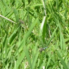 Orthetrum caledonicum at Dunlop, ACT - 20 Dec 2021