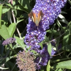 Vanessa itea (Yellow Admiral) at Murrumbateman, NSW - 20 Dec 2021 by SimoneC