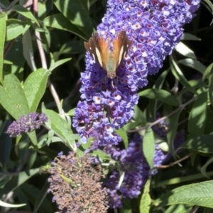 Vanessa itea at Murrumbateman, NSW - 21 Dec 2021 10:24 AM