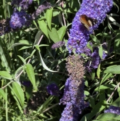 Vanessa itea at Murrumbateman, NSW - 21 Dec 2021 10:24 AM