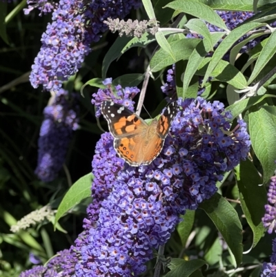 Vanessa kershawi (Australian Painted Lady) at Murrumbateman, NSW - 20 Dec 2021 by SimoneC