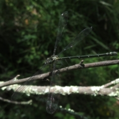 Austroargiolestes icteromelas (Common Flatwing) at Molonglo Gorge - 21 Dec 2021 by Christine