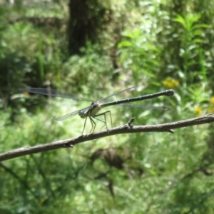 Austroargiolestes icteromelas at Kowen, ACT - 21 Dec 2021