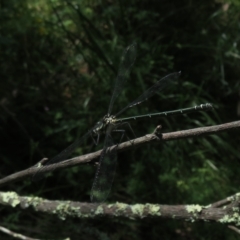 Austroargiolestes icteromelas at Kowen, ACT - 21 Dec 2021