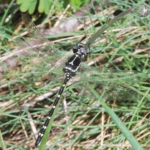 Eusynthemis guttata at Bimberi, NSW - 16 Dec 2021