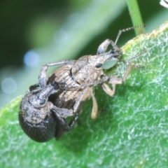 Perperus sp. (Unidentified Perperus weevil) at Cotter River, ACT - 15 Dec 2021 by Harrisi