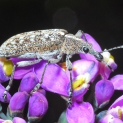 Pachyura australis at Tinderry Mountains - 17 Dec 2021 by Harrisi