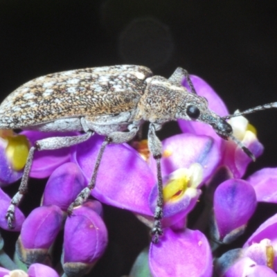 Rhinaria sp. (genus) (Unidentified Rhinaria weevil) at Tinderry, NSW - 17 Dec 2021 by Harrisi