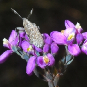 Pachyura australis at Tinderry, NSW - 18 Dec 2021