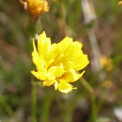 Crepis capillaris (Smooth Hawksbeard) at Cook, ACT - 19 Dec 2021 by drakes