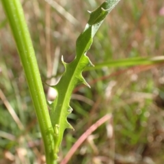 Crepis capillaris at Cook, ACT - 20 Dec 2021