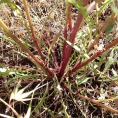 Crepis capillaris at Cook, ACT - 20 Dec 2021