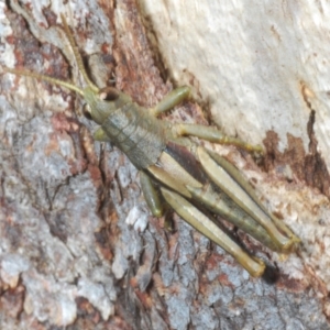 Percassa rugifrons at Cotter River, ACT - 16 Dec 2021 11:45 AM