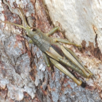 Percassa rugifrons (Mountain Grasshopper) at Namadgi National Park - 16 Dec 2021 by Harrisi