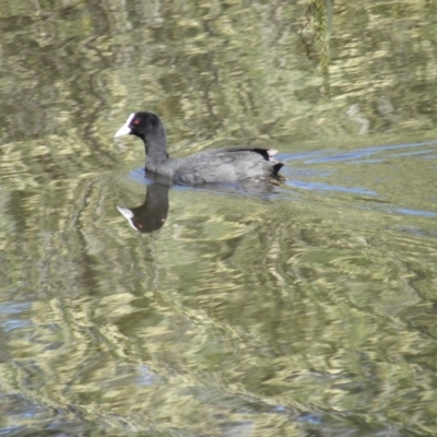 Fulica atra (Eurasian Coot) at Goulburn Wetlands - 21 Dec 2021 by MatthewFrawley