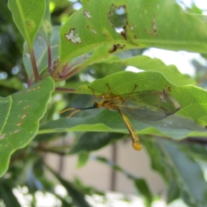 Nymphes myrmeleonoides at Lilli Pilli, NSW - 20 Dec 2021