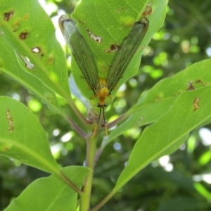 Nymphes myrmeleonoides at Lilli Pilli, NSW - 20 Dec 2021