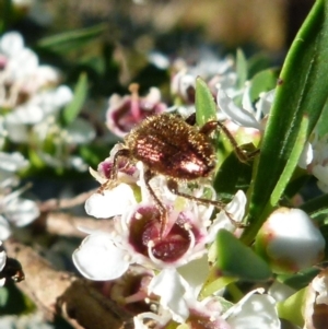 Phlogistus sp. (genus) at Boro, NSW - suppressed