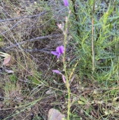 Arthropodium fimbriatum (Nodding Chocolate Lily) at Molonglo Valley, ACT - 22 Dec 2021 by Jenny54