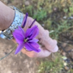 Arthropodium fimbriatum at Molonglo Valley, ACT - 22 Dec 2021