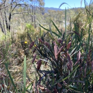 Bossiaea grayi at Paddys River, ACT - 21 Dec 2021