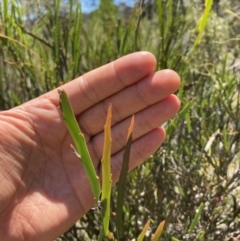 Bossiaea grayi at Paddys River, ACT - 21 Dec 2021