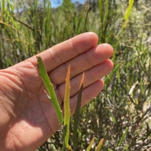 Bossiaea grayi at Paddys River, ACT - 21 Dec 2021